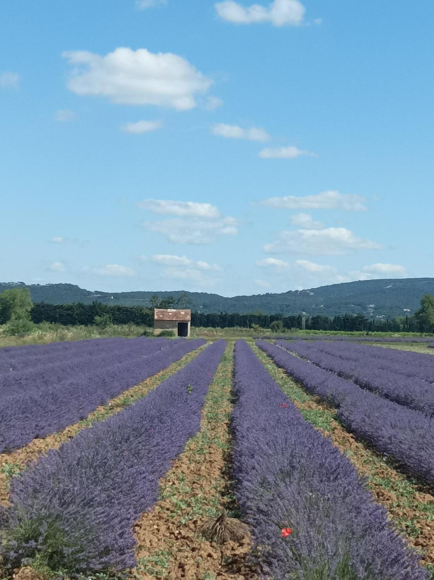 Chambre D'Hotes Les Garrigues Piolenc Eksteriør bilde